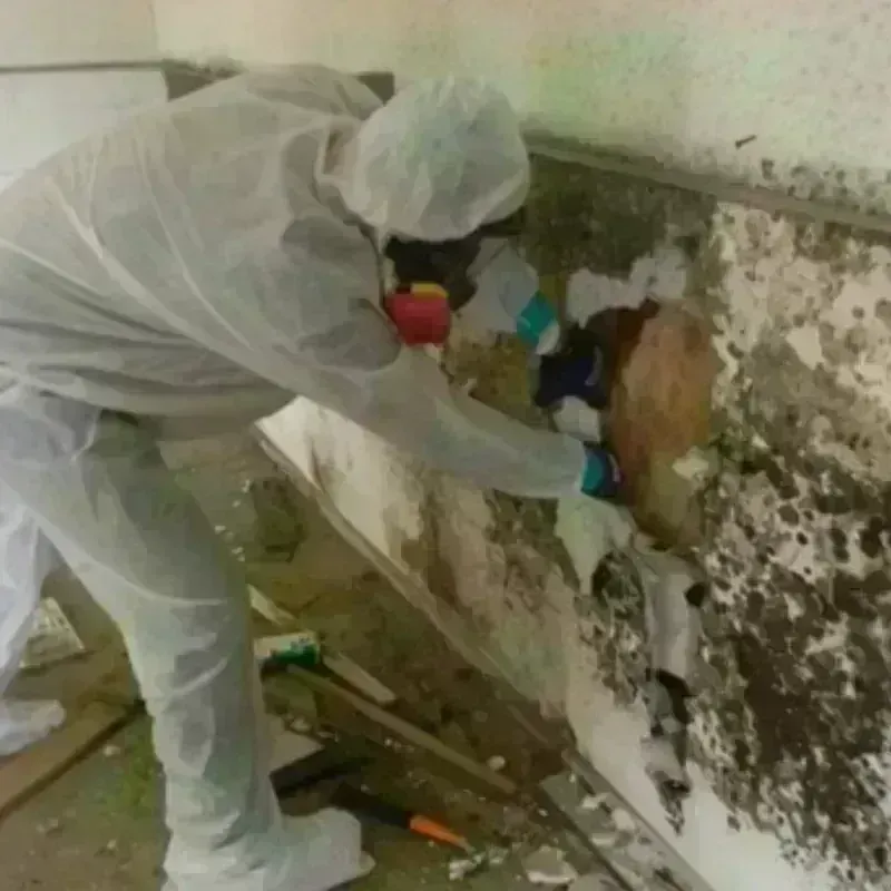 Mold Remediation and Removal in Camden, ME